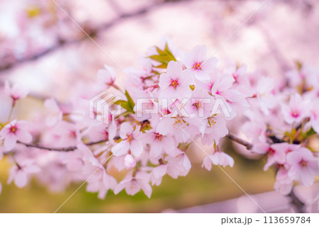 春の日差しを浴びる桜 春の日差しを浴びる桜 113659784