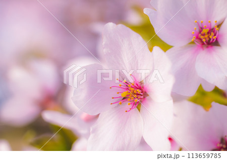 春の日差しを浴びる桜 113659785