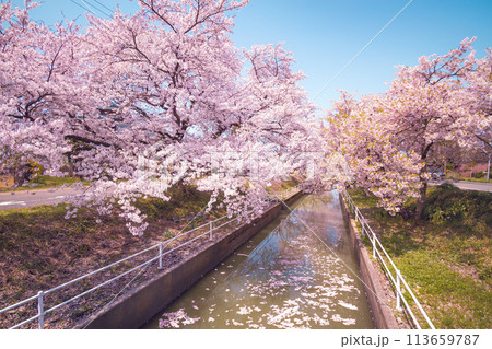 川沿いに咲く満開の桜 【阿賀野市 新江の桜並木】 113659787