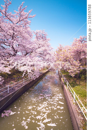 川沿いに咲く満開の桜 【阿賀野市 新江の桜並木】 113659788