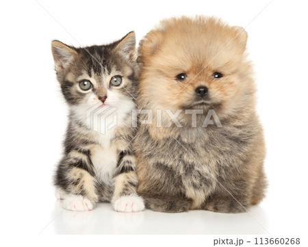 Kitten puppy together on a white background Kitten puppy together on a white background 113660268