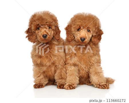 Two red poodle puppies on a white background 113660272
