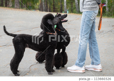 Elegant black poodle dogs on a walk with owner in the park on leash Elegant black poodle dogs on a walk with owner in the park on leash 113660326