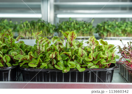 Juicy young shoots of micro-greenery close-up. Growing seeds in 113660342