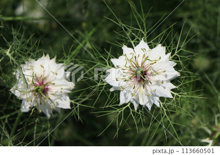 ニゲラの花 113660501