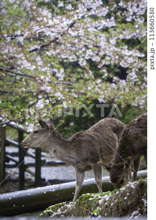 奈良の鹿と桜の花 113660580