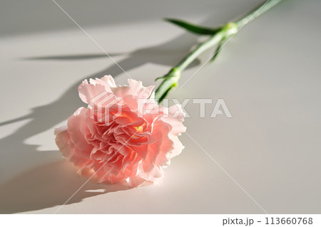Background with aster flower closeup. 113660768
