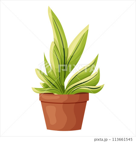 Vector illustration of a potted houseplant with leaves 113661545