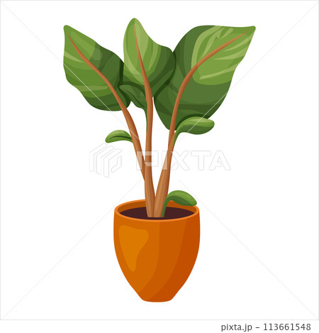 Vector illustration of a potted houseplant with leaves 113661548