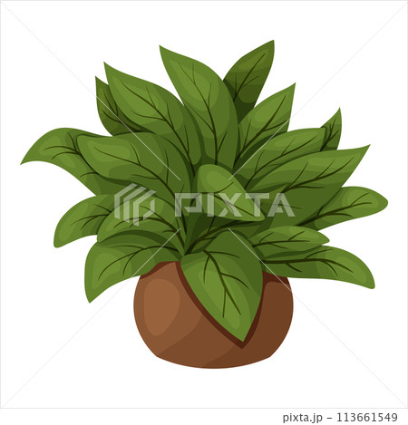 Vector illustration of a potted houseplant with leaves 113661549