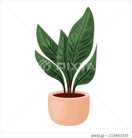 Vector illustration of a potted houseplant with leaves Vector illustration of a potted houseplant with leaves 113661555