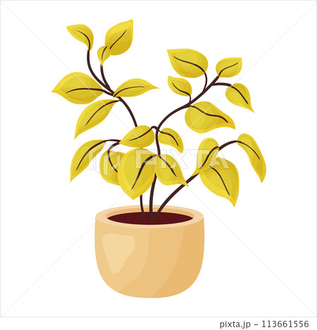 Vector illustration of a houseplant with yellow leaves 113661556