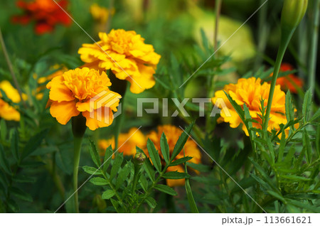 Yellow and Orange Flowers of Marigold (Tagetes). 113661621