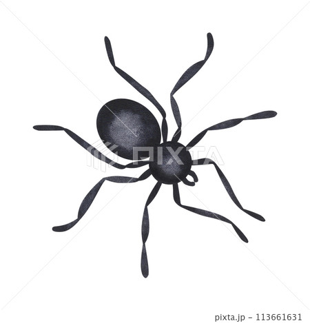 Black spider without cobwebs. Creepy scary...のイラスト素材 [113661631] - PIXTA