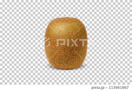 キウイのイラスト リアル 白バック 113661667