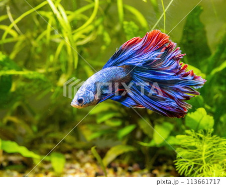 Blue Siamese Fighting Fish, Rosetail Halfmoon Aquarium Pet, Blue Red Betta Splendens 113661717
