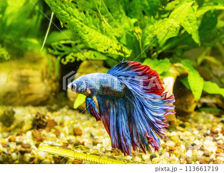 Blue Siamese Fighting Fish, Rosetail Halfmoon Aquarium Pet, Blue Red Betta Splendens Blue Siamese Fighting Fish, Rosetail Halfmoon Aquarium Pet, Blue Red Betta Splendens 113661719