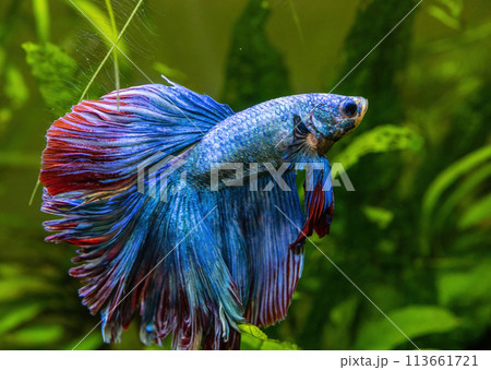 Blue Siamese Fighting Fish, Rosetail Halfmoon Aquarium Pet, Blue Red Betta Splendens 113661721