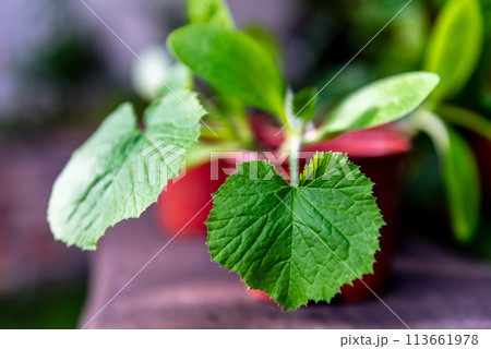Gardening. Vegetable seedlings. Young zucchini seedlings in a pot. A young sprout. 113661978
