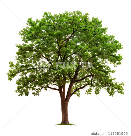 Ash isolated on a white or transparent background. Ash tree with green leaves close-up, front view. Graphic design element on the theme of nature and caring for trees. 113661996