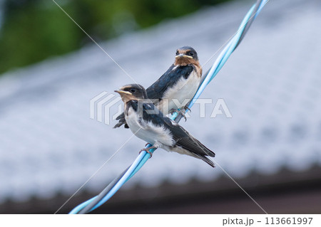 電線に止まる2羽の燕の子供 113661997