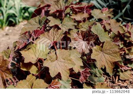Red heuchera and plants in garden. Close up view of plant 113662048