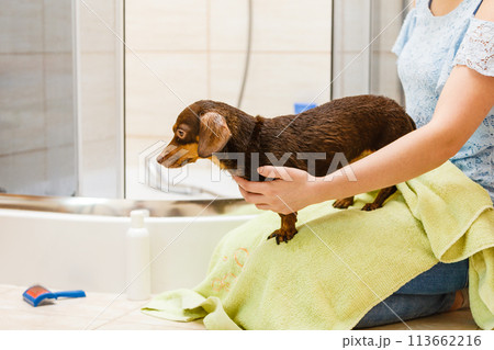 Woman drying dachshund after shower Woman drying dachshund after shower 113662216