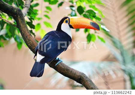 オニオオハシ　（札幌市円山動物園 熱帯雨林館） 113662242