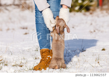 Woman playing with dog during winter Woman playing with dog during winter 113662337