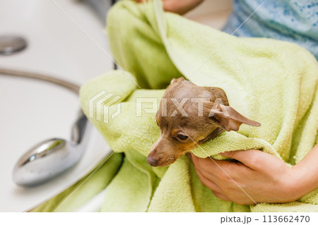 Woman drying pinscher after shower 113662470
