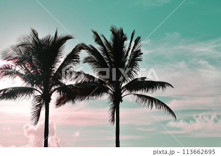 Silhouette of palm trees against a blue sky with clouds. 113662695
