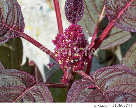 A richly textured red flower stands against dark green leaves, capturing the eye with intricate details. 113662777