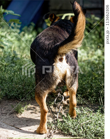 Rear view of a chained dog in a green outdoor setting, highlighting issues of animal confinement. Ideal for content on pet ownership responsibilities. Rear view of a chained dog in a green outdoor setting, highlighting issues of animal confinement. Ideal for content on pet ownership responsibilities. 113662806