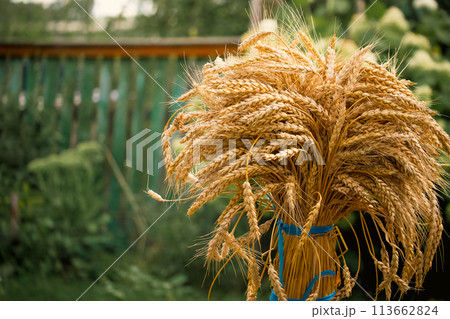 Ripe wheatsheaf bundle highlighted against lush green backdrop ideal for farm-themed content. 113662824