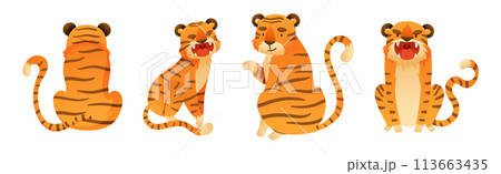 Funny Tiger Predator Jungle Animal with Striped Coat Vector Set 113663435