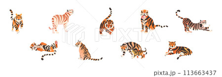 Tiger Predator Jungle Animal with Striped Coat Vector Set 113663437