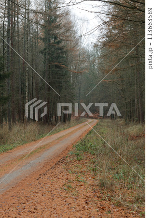 country road in the forest on misty day country road in the forest on misty day 113663589