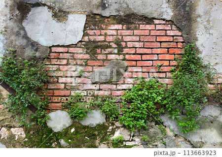Old brick wall with green plant growing on it. Background texture. 113663923