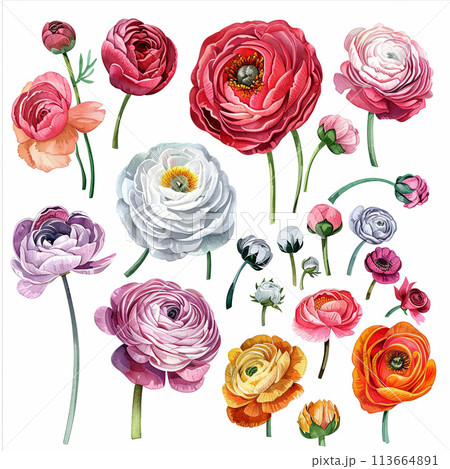 Lovely watercolor illustrations of ranunculus, ideal for adding a touch of charm to greeting cards, calendars, and decorative art prints 113664891