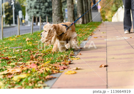 American Cocker Spaniel sniffs the grass while walking in park. 113664919