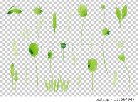 Light green plants in sketch style. Silhouette of watercolor flowers. Hand drawing. Large flower set. Spring update for your design 113664947