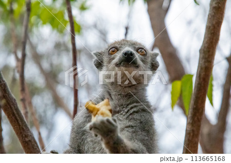 Eulemur coronatus Crowned Lemur close up Eulemur coronatus Crowned Lemur close up 113665168