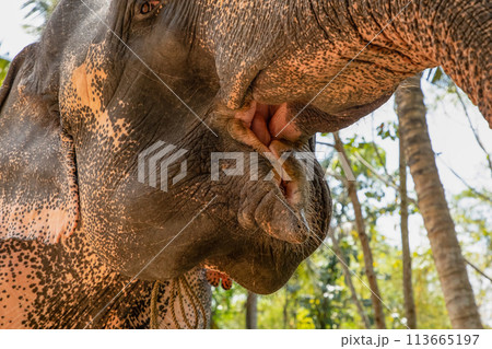 Asian Elephant skin texture abstract background Asian Elephant skin texture abstract background 113665197