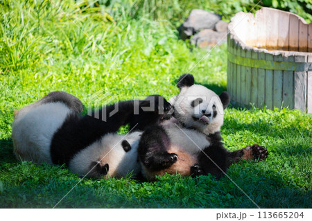 cheerful playing pandas on green lawn 113665204