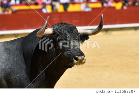 spanish bull with big horns spanish bull with big horns 113665207