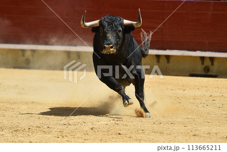 spanish bull with big horns  113665211