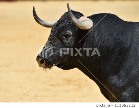 spanish bull with big horns spanish bull with big horns 113665212