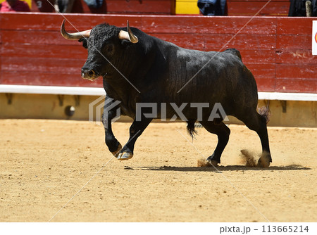 spanish bull with big horns  113665214