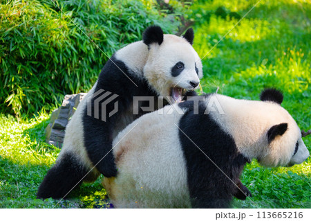 cheerful playing pandas on green lawn 113665216