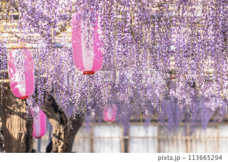 碧南市、広藤園の満開の長藤 碧南市、広藤園の満開の長藤 113665294